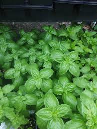 Italian Basil Herb Seeds - Non-GMO Heirloom Seeds for Planting