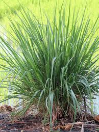 Cymbopogon citratus 'Golden' - Golden Lemongrass Plant