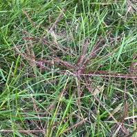 Windmill Buffalo Grass (Bouteloua dactyloides) - Premium Drought-Tolerant Lawn Seed