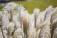 Silver Pampas Grass Seed