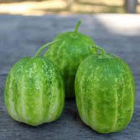 Richmond Green Cucumber Vegetable Seeds for Planting – Heirloom & Non-GMO Seeds – Crisp & Productive