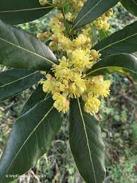 Laurus Nobilis Flower Seeds for Planting - NON GMO Seeds