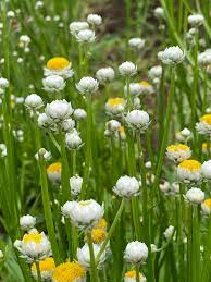 Winged Everlasting (Ammobium alatum) Flower Seeds for Planting â€“ Papery Blooms for Dried Floral Use, Non-GMO