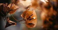 Brown Bougainvillea Flower Seeds for Planting - Heirloom & Non-GMO Garden Seeds