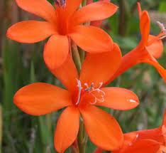 Bugle Lily Watsonia Pillansii Flower Seeds for Planting-Heirloom & Non-GMO Garden Seeds