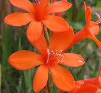 Bugle Lily Watsonia Pillansii Flower Seeds for Planting-Heirloom & Non-GMO Garden Seeds