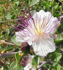 White Caper Flower Seeds for Planting, NON GMO Seeds