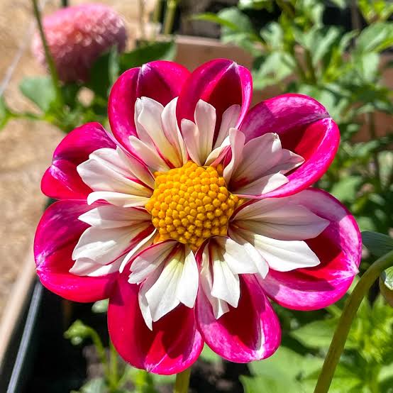 Collarette Dahlias Mix flower seeds for planting - Heirloom and Non-GMO garden seeds