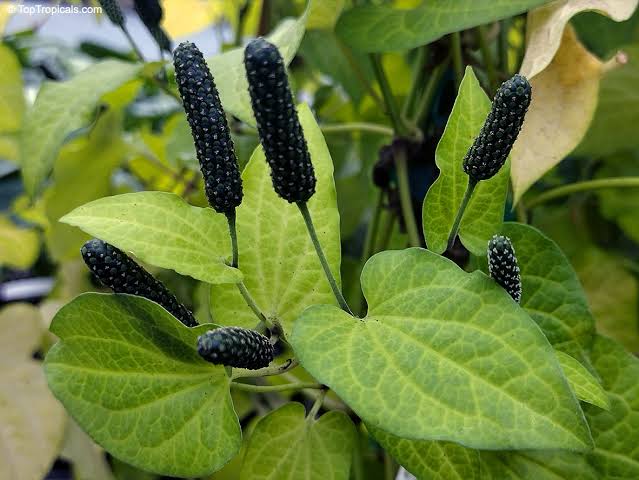 Longum Pepper Seeds for Planting heirloom & Non-GMO Seeds