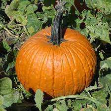 Cronus Pumpkin Seeds for Planting – Non-GMO, Heirloom Vegetable Seeds for Your Garden