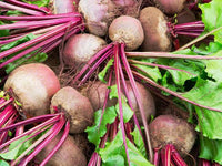 Beetroot plants growing with vibrant green leaves in fertile soil.
