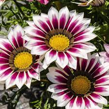 White Purple Gazania Seeds for Planting – Organic, Heirloom, Non-GMO Flower Seeds