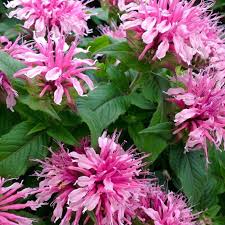Pink Monarda Seeds for Planting – Organic, Heirloom, Non-GMO Flower Seeds