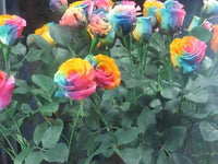 Colorful ornamental roses displayed in patio and balcony containers

