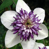 White Purple Clematis Flower Seeds ƒ?? Heirloom Non-GMO Vining Blooms for Garden Planting