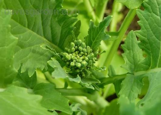 Broccoli Raab Seeds for Planting heirloom & Non-GMO Seeds