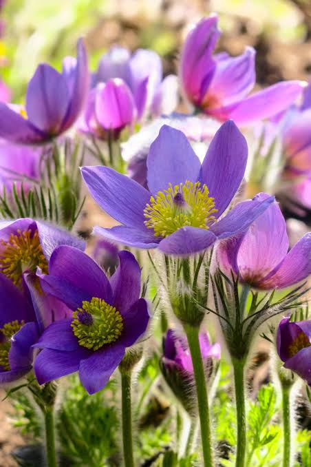 Pasque Flower Seeds – Non-GMO Heirloom Blooms for Spring Garden Planting
