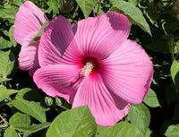 Perennial hibiscus plant with vibrant blooms and lush green foliage

