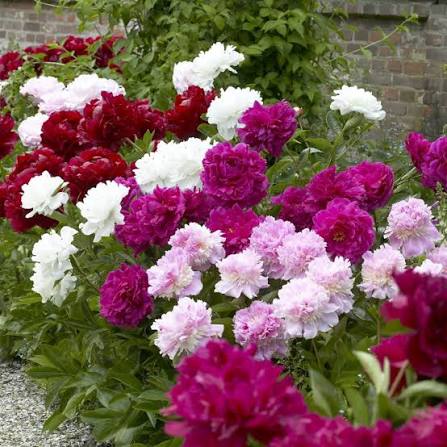 Perennial peony plants with ornamental flowers in a garden