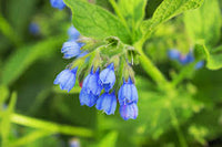 Heirloom Non-GMO Violet Symphytum Flower Seeds for Healing Herb and Pollinator Garden Planting