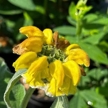 Sage Jerusalem Flower Seeds – Heirloom Non-GMO Aromatic Blooms for Drought-Tolerant Garden Planting