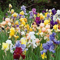 Mixed Iris flower varieties with vibrant blooms in an outdoor landscape.

