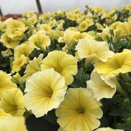 Sunrise Cascading Petunia Seeds for Planting - Heirloom, NON-GMO Seeds for Beautiful Garden Blooms
