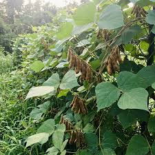 Kudzu climbing plant with green leaves on a trellis