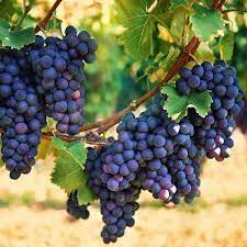 Concord grape fruit seeds for planting