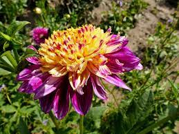 Dahlia (Dahlia scientific name) for planting in garden