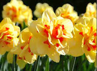 Light Yellow Daffodil Flower Seeds for Planting â€“ Non-GMO, Heirloom Quality