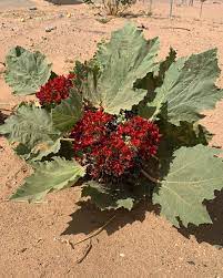 Glossostemon bruguieri or Moghat Seeds for Planting ? Heirloom Non-GMO