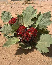 Glossostemon bruguieri or Moghat Seeds for Planting ? Heirloom Non-GMO