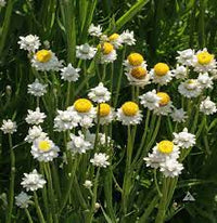 Winged Everlasting (Ammobium alatum) Flower Seeds for Planting â€“ Papery Blooms for Dried Floral Use, Non-GMO
