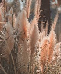 Peach Pampas Grass Seed