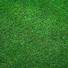 Zoysia Meyer lawn seed packaging - 1/4 lb bag