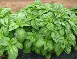 Italian Basil Herb Seeds - Non-GMO Heirloom Seeds for Planting