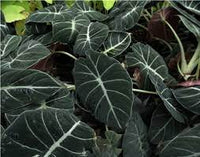 Black Caladium Flower Seeds for Planting -NON GMO Seeds