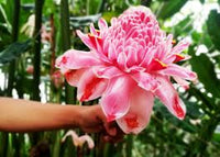 Pink Torch Ginger Flower Seeds for Planting - NON GMO Seeds
