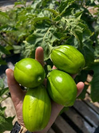 Jilo Comprido Verde Claro Eggplant Seeds for Home Garden Planting | Heirloom Non-GMO