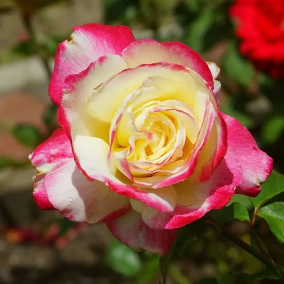 Rose Rosa Flower Seeds for Planting – Heirloom, Non-GMO Seeds for Garden Blooms