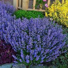 Persian Catmint (Nepeta mussinii) Plant Seeds for Herbal Use and Garden Growth ? Fresh Herb for Your Garden