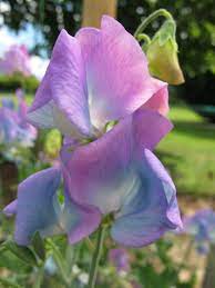 Sweet Pea 'Turquoise Lagoon' Flower Seeds for Planting – Fragrant Heirloom & Non-GMO Garden Seeds for Planting