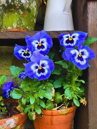 Pansy Flower Seeds Heirloom Non GMO Planting - 100 pcs
