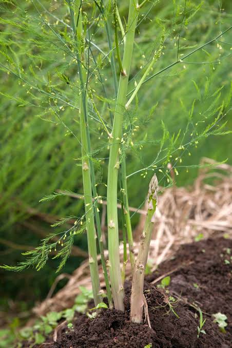 Asparagus Garden Seeds for Planting heirloom & Non-GMO Seeds