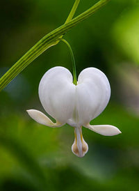 White Bleeding Heart Roots for Shade Gardens, Borders, Containers & Outdoor Landscapes