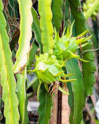 Fresh Pitaya Fruit Seeds Easy to Grow Light Green 100 Pcs pcs