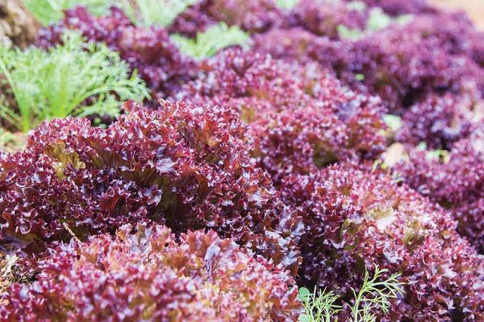 Healthy Lollo Rosso leaf lettuce ready for harvest
