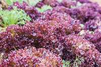 Healthy Lollo Rosso leaf lettuce ready for harvest
