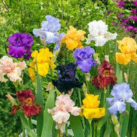 Hardy Bearded Iris plants with vibrant flowers and upright green foliage.